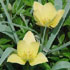 Tulipa linifolia Batalinii Group 