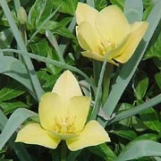 Batalinii Group is a compact, bulbous perennial with linear, wavy, red-margined, grey-green leaves and solitary, pale yellow flowers with dark yellow to bronze inner markings. Tulipa linifolia Batalinii Group  added by Shoot)