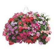 Envoy Series Mixed are bushy, spreading, tender, evergreen perennials, typically grown as annuals, with fleshy stems, elliptic, toothed, dark green leaves and five-petalled, peach, pink, rose-pink, red or white flowers in summer and early autumn. Impatiens Envoy Series Mixed added by Shoot)