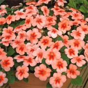 'Apricot Flare' is a bushy, spreading, tender, evergreen perennial, typically grown as an annual, with fleshy stems, elliptic, toothed, dark green leaves and five-petalled, apricot flowers with darker centres in summer and early autumn. Impatiens walleriana 'Apricot Flare' added by Shoot)