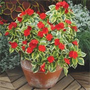 'Masquerade' is a bushy, spreading, tender, evergreen perennial, typically grown as an annual, with fleshy stems, elliptic, toothed, dark green and yellow, variegated leaves and five-petalled, bright red flowers in summer and early autumn. Impatiens walleriana 'Masquerade' added by Shoot)