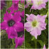 Petunia 'Alpunia Purple' (Alpunia Series)