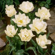 'Schoonoord' is a bulbous perennial with broad, lance-shaped, light green leaves and large (up to 10cm across), double, pure white flowers in mid-spring. Tulipa 'Schoonoord' added by Shoot)