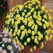 'Madeira Crested Yellow' is a tender, upright to rounded, branching, evergreen subshrub, often grown as an annual, with finely dissected, aromatic, blue-green leaves and, in summer, yellow flowers with darker yellow, double centres. Argyranthemum 'Madeira Crested Yellow' added by Shoot)