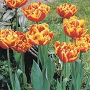 'Allegretto' is a bulbous perennial with broad, lance-shaped, light green leaves and large (up to 10cm across), double, red flowers edged with yellow in late-spring. Tulipa 'Allegretto' added by Shoot)