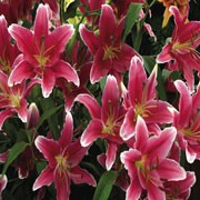 'Cobra' is a bulbous perennial with erect stems bearing linear, spirally-arranged, dark green leaves and, in summer, large, fragrant, spotted, deep magenta flowers with pale pink to white margins. Lilium 'Cobra' added by Shoot)