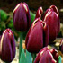 Tulipa 'African Queen'