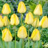 Tulipa 'Jewel of Spring' 
