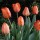 'Oranjezon' is a bulbous perennial with upright, lance-shaped leaves, and in mid to late spring pure bright orange flowers.
 Tulipa 'Oranjezon' added by Shoot)