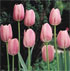 Tulipa 'Aristocrat'