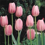 'Aristocrat' is an upright, bulbous perennial with broad, linear, grey-green leaves and, in mid to late spring, tall stems bearing classically shaped soft violet flowers with white edging. Tulipa 'Aristocrat' added by Shoot)