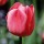 'Clara Butt' is an upright, bulbous perennial with broad, linear, grey-green leaves and in mid to late spring, tall stems bearing classically shaped, salmon pink flowers. Tulipa 'Clara Butt' added by Shoot)
