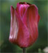 Tulipa 'Greuze'