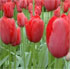 Tulipa 'Halcro'