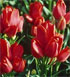 Tulipa 'Orange Bouquet'