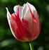 Tulipa 'Sorbet'