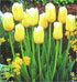 Tulipa 'Sweet Harmony'