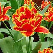 'Fringed Beauty' is a bulbous perennial with broad grey-green leaves, and orangey red flowers fringed with golden yellow in late spring.  Tulipa 'Fringed Beauty' added by Shoot)
