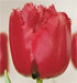 Tulipa 'Red Wing'