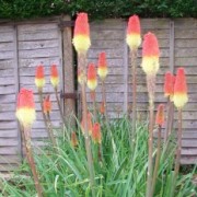 Red Hot Pokers (08/06/2010) Added by Andrew Carter