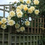 Yellow roses - Late Summer 2010 (28/10/2010) Added by Chris Keys