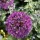  Allium purple sensation Added by Selina Botham