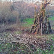 The top end of my Forest Garden - there is a very productive mini Hazel coppice which has yielded a lot of bean sticks and pea sticks this year. (16/01/2012) Added by Richard Loader
