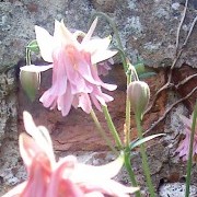 I love aquilegia - especially when they self-seed (18/01/2011) Added by Ronnie
