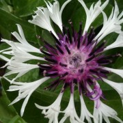 Centaurea Amethyst on Ice flowering April 2011 (29/04/2011) Added by Angie Robertson