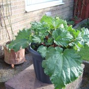 my rhubarb gas gone a bit mad (06/04/2011) Added by peter oliver