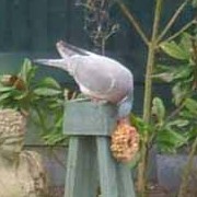Wood pigeons are not my favourites but they do provide some entertainment (09/12/2012) Added by John Derry