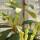 Daphniphyllum Macropodum (14/05/2011) Added by andrea richardson