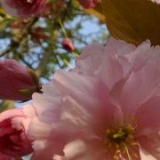 Cherry Blossom (19/10/2011) Added by Deborah