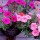 One of the first baskets of mixed Petunia I planted this summer (13/08/2011) Added by David Lin