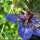 nigella damascena love in a mist (08/02/2012) Added by pansypotter