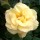 Lovely Arthur Bell rose, my favorite. (06/06/2012) Added by Sue West