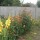 These dwarf dahlias grew to over four feet, why? (27/08/2012) Added by Daphne Tompkins