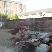 It's a shared back Garden shared with 15 other flats, just me and one other neighbour who cares to put plants down, I tried too keep it weed free. (19/09/2012) Added by Allan McDonald