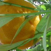 The big half-standard orange tree- and a few oranges pollinated, fertilised and watered by me! (14/02/2013) Added by DomH