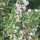 Weigela variegata Added by Amanda