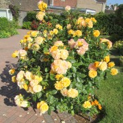 Rosa 'Absolutely Fabulous' Added by Nikki Griffith