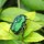 Pretty beetle Added by 