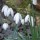 Snow-drops  Added by 