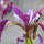Iris Sibirica Regality Added by 