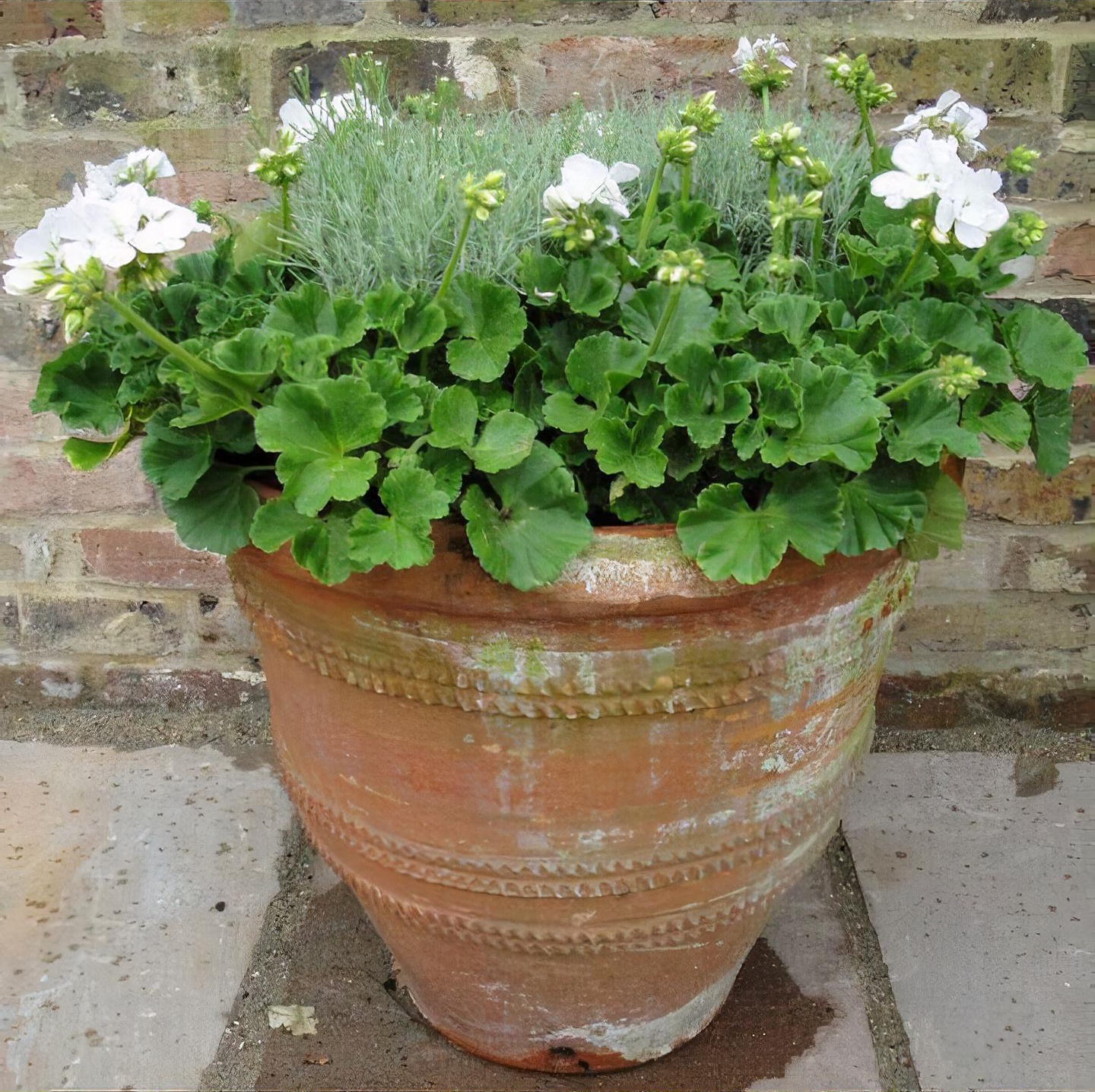 Container planting combinations