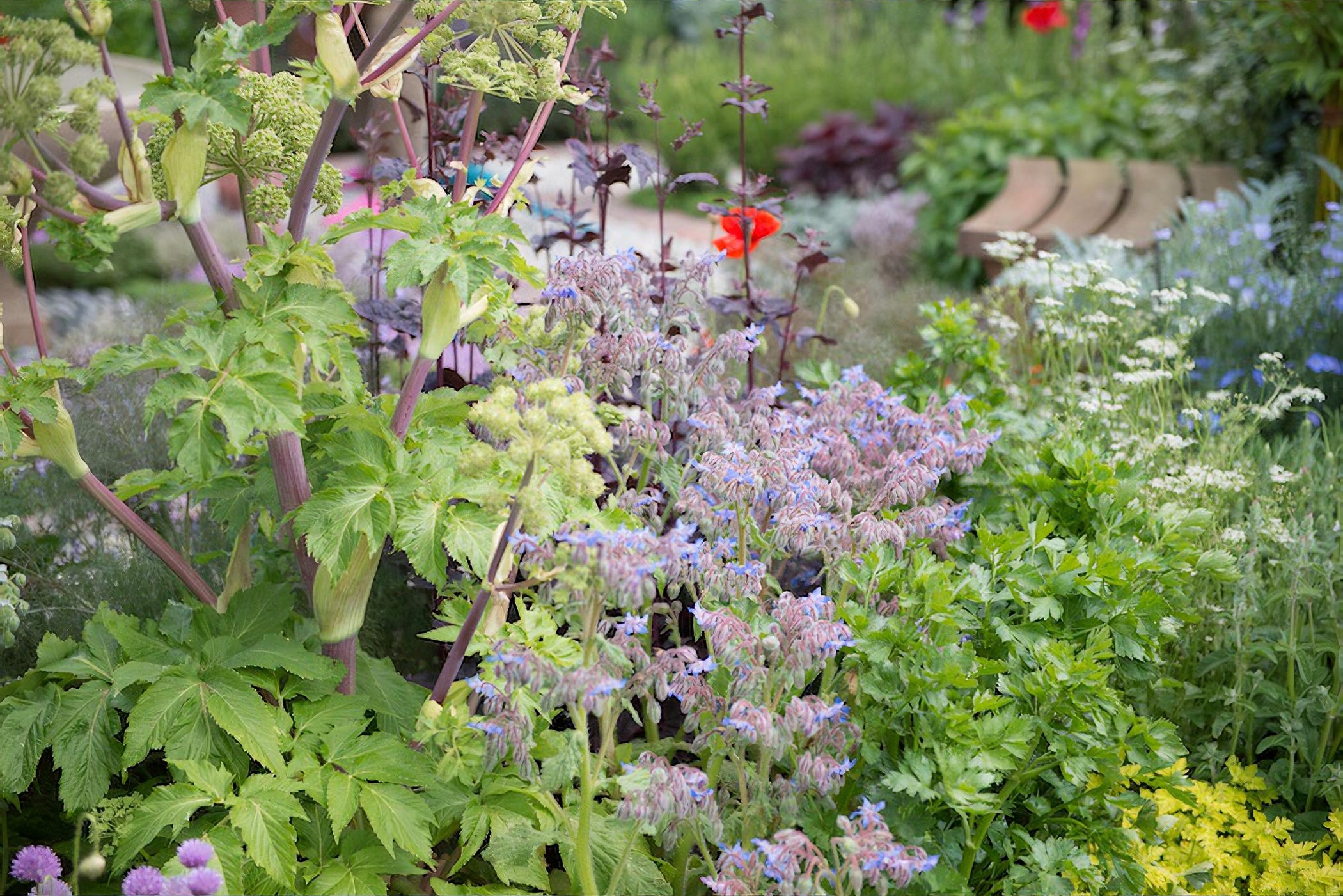 A Modern Apothecary Garden RHS Chelsea Flower Show 2016