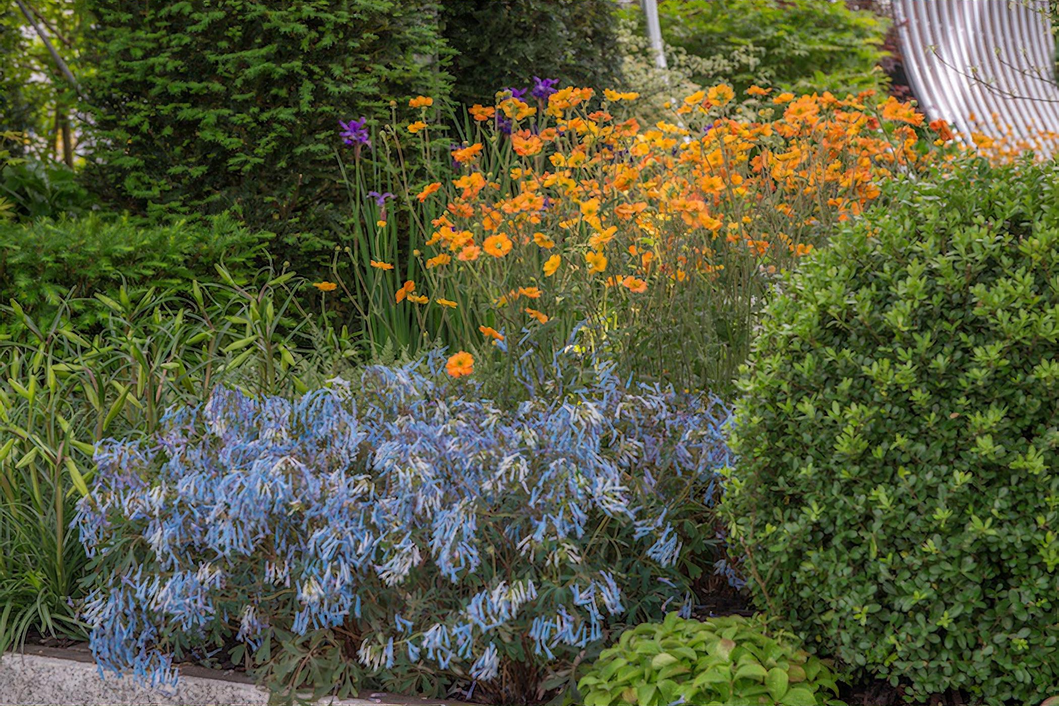 Hillier Spring Garden by garden designer Sarah Eberle