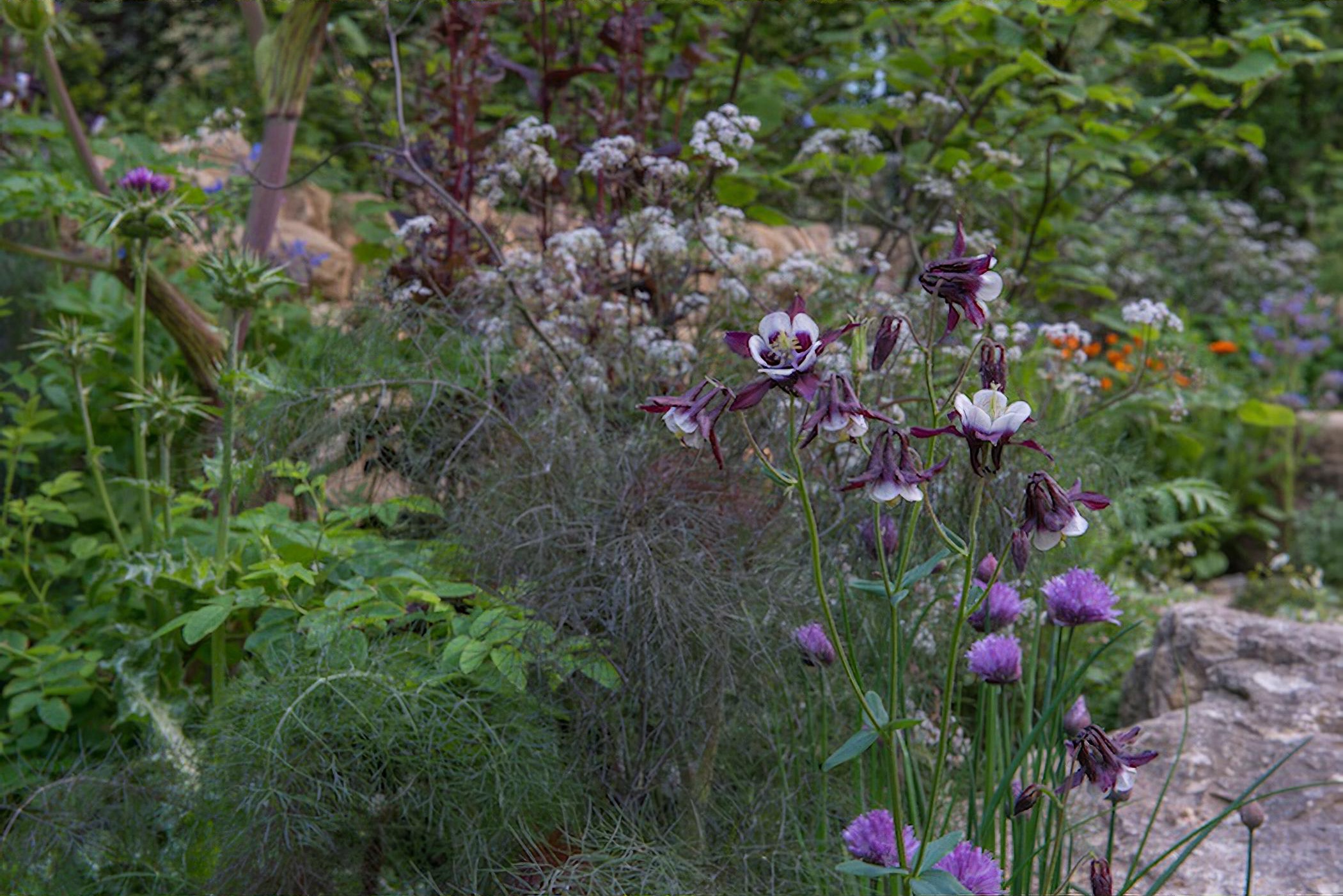 The Warner Edwards Garden Chelsea Flower Show 2018 by garden designer Kate Savill
