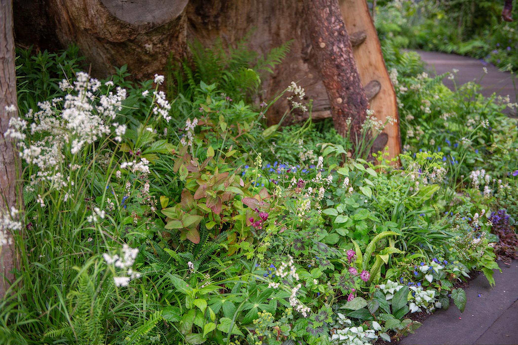 The RHS Back to Nature Garden, designed by The Duchess of Cambridge and award-winning landscape architects Andree Davies and Adam White of Davies White Landscape Architects, Chelsea Flower Show 2019