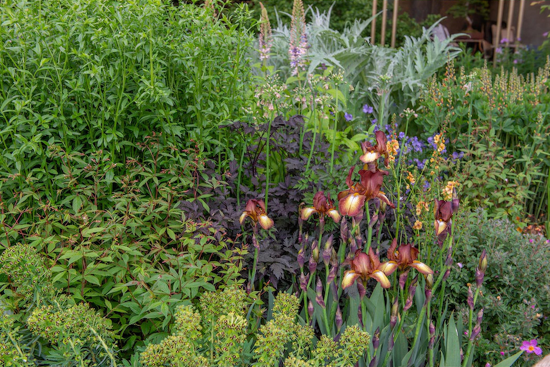 The Morgan Stanley Garden by garden designer Chris Beardshaw Chelsea Flower Show 2019